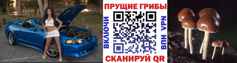 сколько стоит  Лангепас  Псилоцибиновые грибы Cubensis 